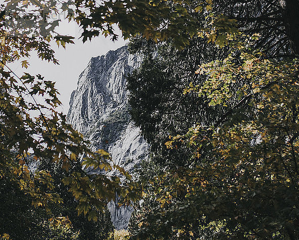 Niedrigwinkelansicht des Berges durch Äste im Yosemite National Park