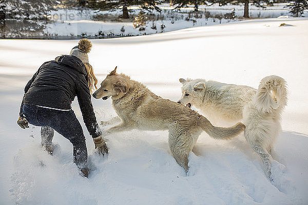 Rückansicht einer Frau  die mit Hunden auf einem schneebedeckten Feld spielt