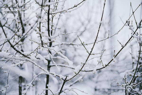 Nahaufnahme von schneebedeckten Ästen im Wald