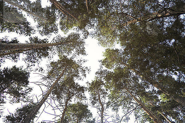 Niedrigwinkel-Ansicht von gegen den Himmel wachsenden Bäumen im Wald