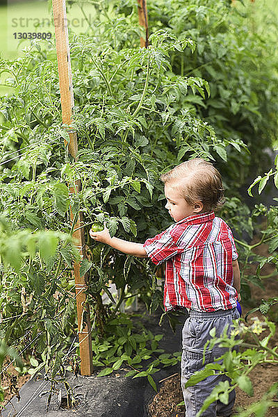 Hochwinkelansicht eines Jungen  der Tomaten pflückt  während er im Gemeinschaftsgarten steht