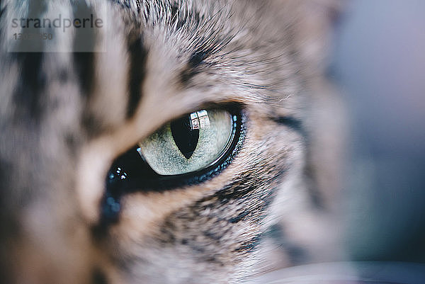 Extreme Nahaufnahme-Porträt einer Tabby-Katze