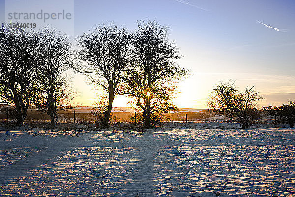 Kahle Bäume auf verschneitem Feld gegen den Himmel bei Sonnenuntergang