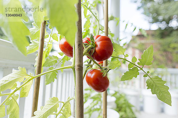 Nahaufnahme von frischen  saftigen Tomaten  die auf Pflanzen wachsen