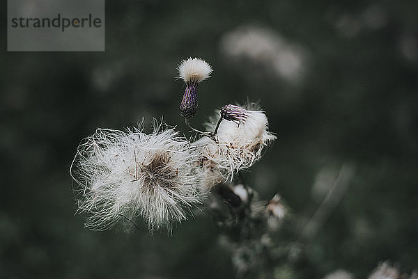 Nahaufnahme von auf dem Feld wachsenden Wildblumen