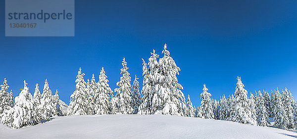 Niedrigwinkel-Ansicht von schneebedeckten Kiefern  die auf dem Feld vor klarem  blauem Himmel wachsen