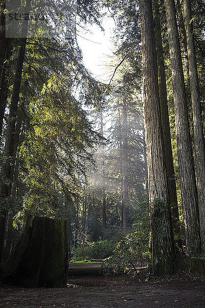 Bäume wachsen im Muir Woods National Monument