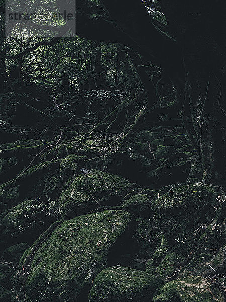 Moosbedeckte Felsen und Bäume im Wald