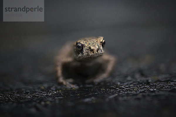 Nahaufnahme eines Frosches auf nasser Straße