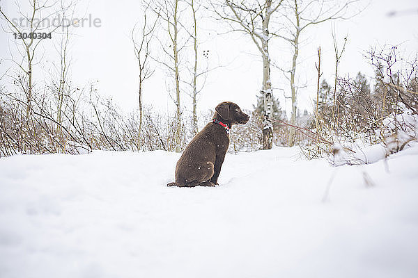 Schokoladen-Labrador auf schneebedecktem Feld sitzend
