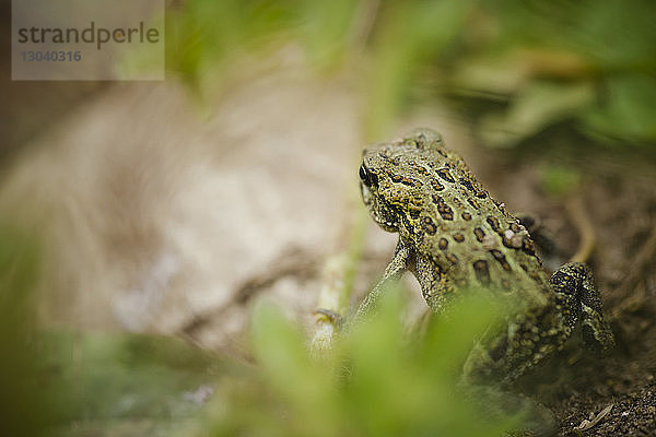 Hochwinkelansicht der westlichen Kröte auf dem Feld