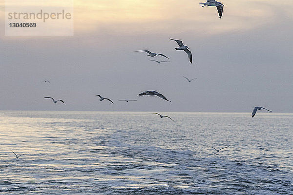 Seemöwen fliegen bei Sonnenuntergang über das Meer