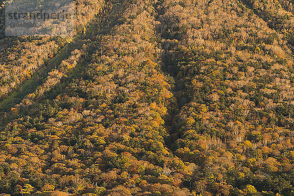 Hochwinkelansicht des Nikko-Nationalparks im Herbst
