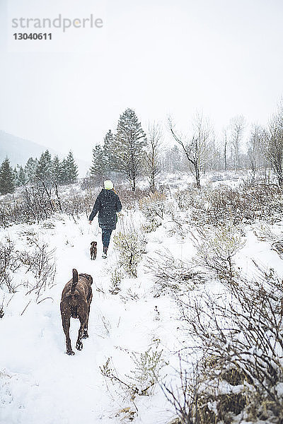 Rückansicht einer Frau  die mit Hunden auf einer schneebedeckten Landschaft spazieren geht