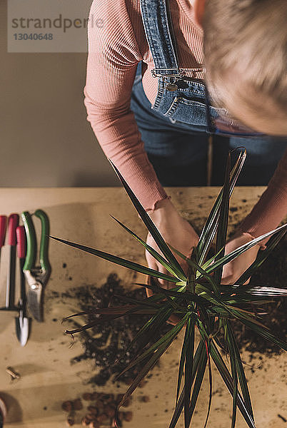 Draufsicht einer Frau  die Pflanzen auf dem Tisch pflanzt