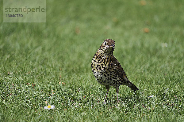 Nahaufnahme eines Vogels auf einem Grasfeld