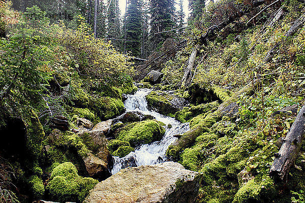 Szenische Ansicht eines Baches  der durch Felsen im Wald fließt