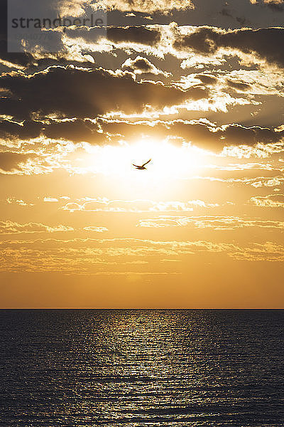 Majestätische Ansicht eines Vogels  der während des Sonnenuntergangs über das Meer gegen einen bewölkten Himmel fliegt