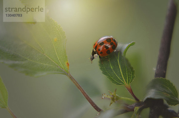 Nahaufnahme eines Marienkäfers auf Blatt