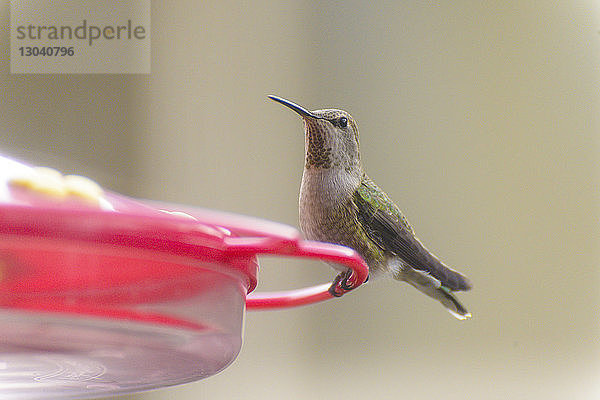 Nahaufnahme einer Kolibri-Futterstation für Kolibris