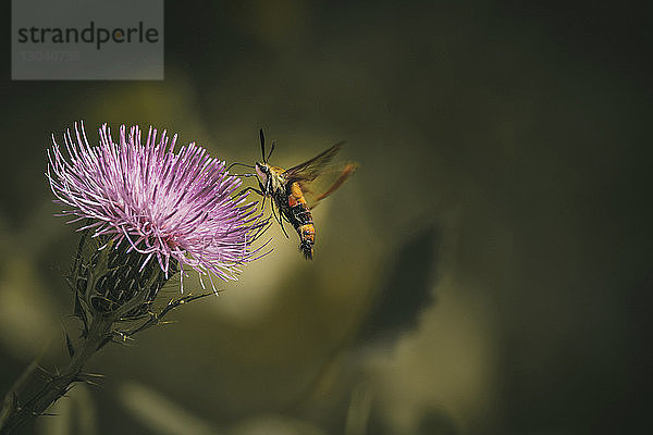 Nahaufnahme von Kolibri-Motte  die auf Distelblüte bestäubt
