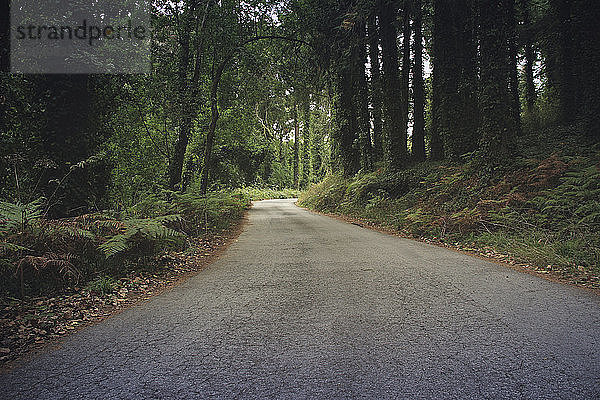 Leere Straße inmitten von Bäumen im Wald