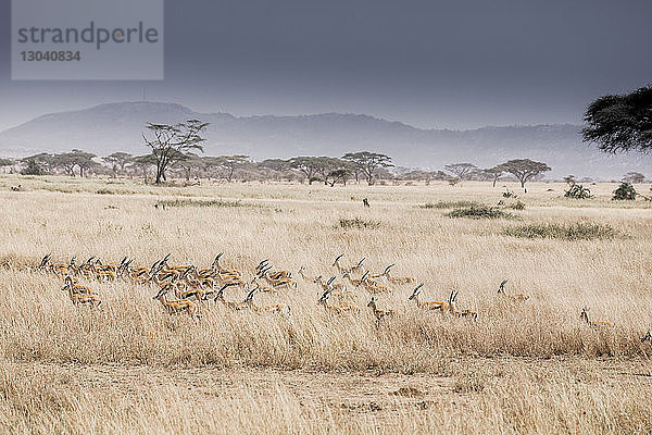 Hochwinkelaufnahme von Gazellen  die auf dem Feld im Serengeti-Nationalpark laufen