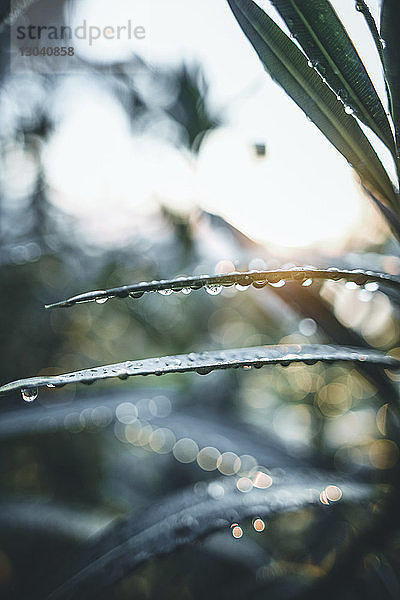 Nahaufnahme von Nasspflanzen während der Regenzeit