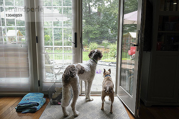 Rückansicht von Hunden  die durch die Tür schauen  während sie zu Hause stehen