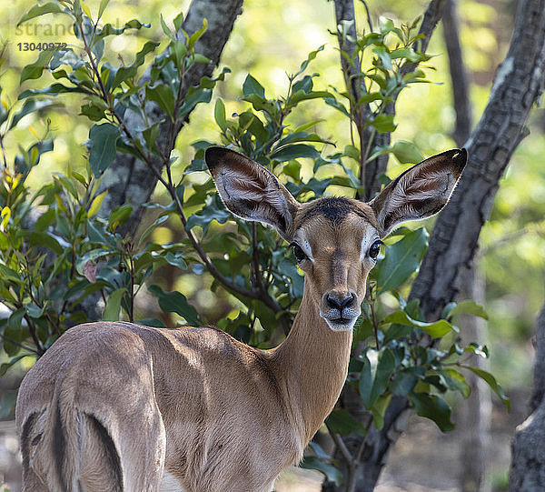 Porträt eines Baby-Impalas bei Pflanzen im Sabie-Park