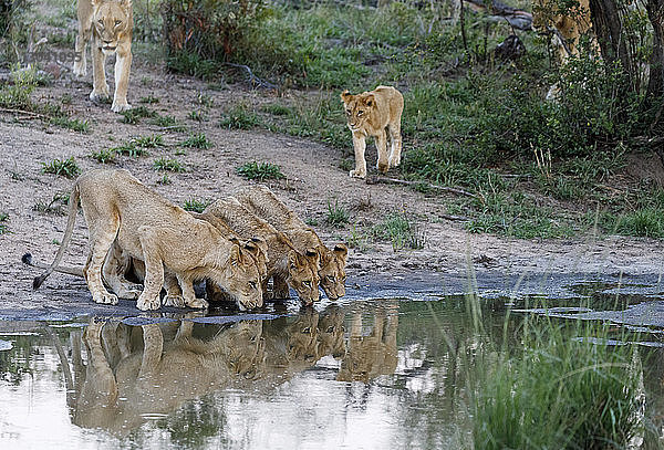 Lions trinken Wasser aus dem See im Sabie-Park