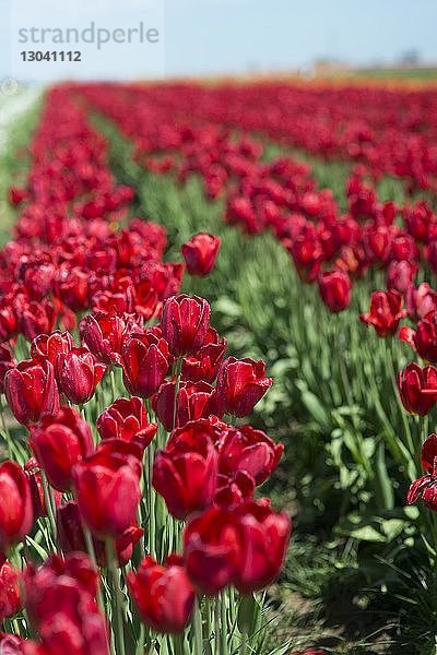 Rote Tulpen blühen auf dem Feld