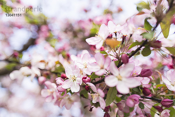 Nahaufnahme der Kirschblüten im Park