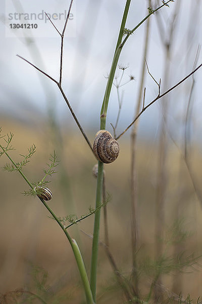 Nahaufnahme von Schnecken auf Pflanzen