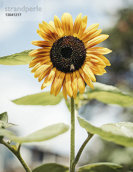 Nahaufnahme einer Honigbiene auf Sonnenblume