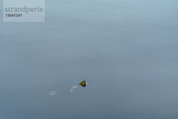 Hochwinkelansicht einer bemalten Schildkröte  die im See schwimmt