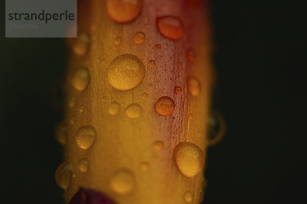 Nahaufnahme von Wassertropfen auf Blume vor schwarzem Hintergrund