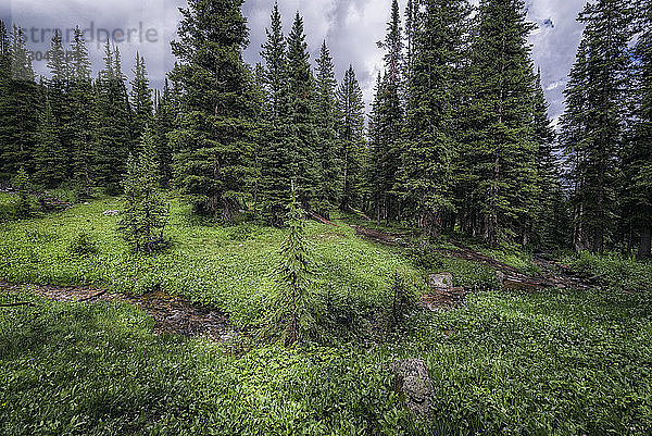 Bäume wachsen auf dem Feld im White River National Forest