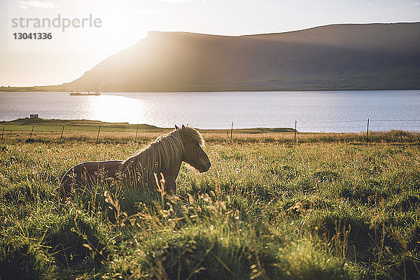 Am Seeufer sitzendes Pferd am sonnigen Tag gegen Berge
