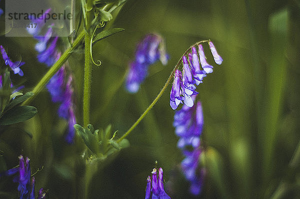 Nahaufnahme von violetten Blumen  die im Garten wachsen