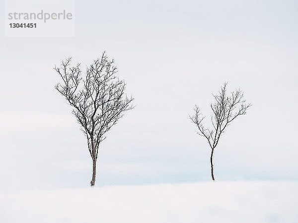 Kahle Bäume auf schneebedecktem Feld