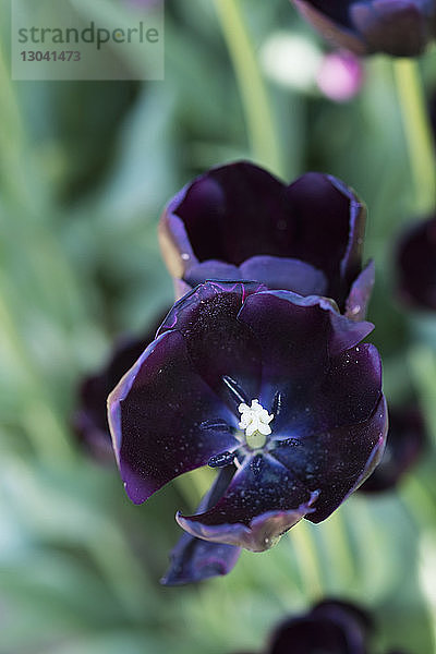 Nahaufnahme der violetten Tulpenblüte auf dem Feld