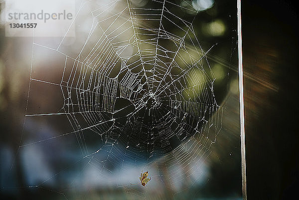 Nahaufnahme eines beschädigten Spinnennetzes an einem sonnigen Tag
