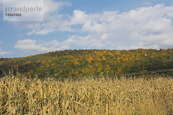 Szenische Ansicht eines getrockneten Maisfeldes gegen den Himmel