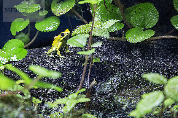 Nahaufnahme eines Frosches auf einem Felsen inmitten von Pflanzen