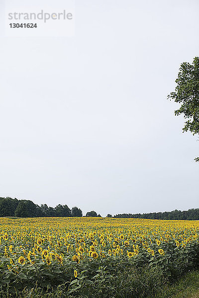 Sonnenblumen auf dem Bauernhof bei klarem Himmel