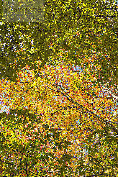 Niedrigwinkelansicht der Bäume  die im Herbst im Nikko-Nationalpark wachsen