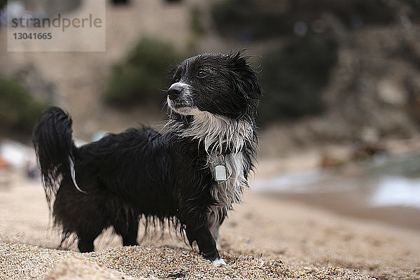 Hund schaut weg  während er am Strand steht