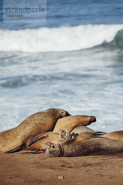 Seelöwen entspannen sich im Sand am Strand