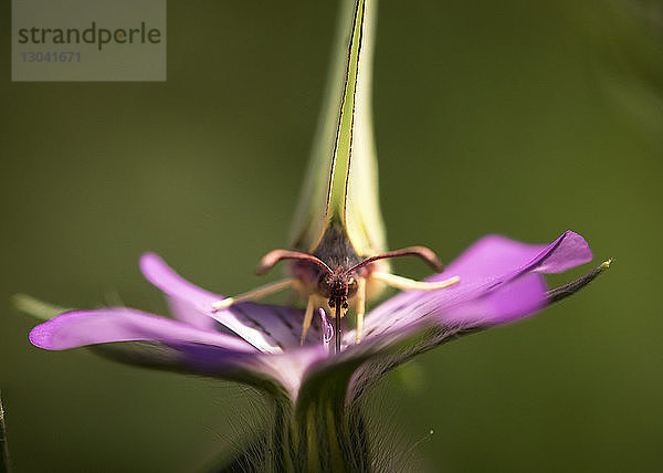 Nahaufnahme der bestäubenden Blüte des Schmetterlings